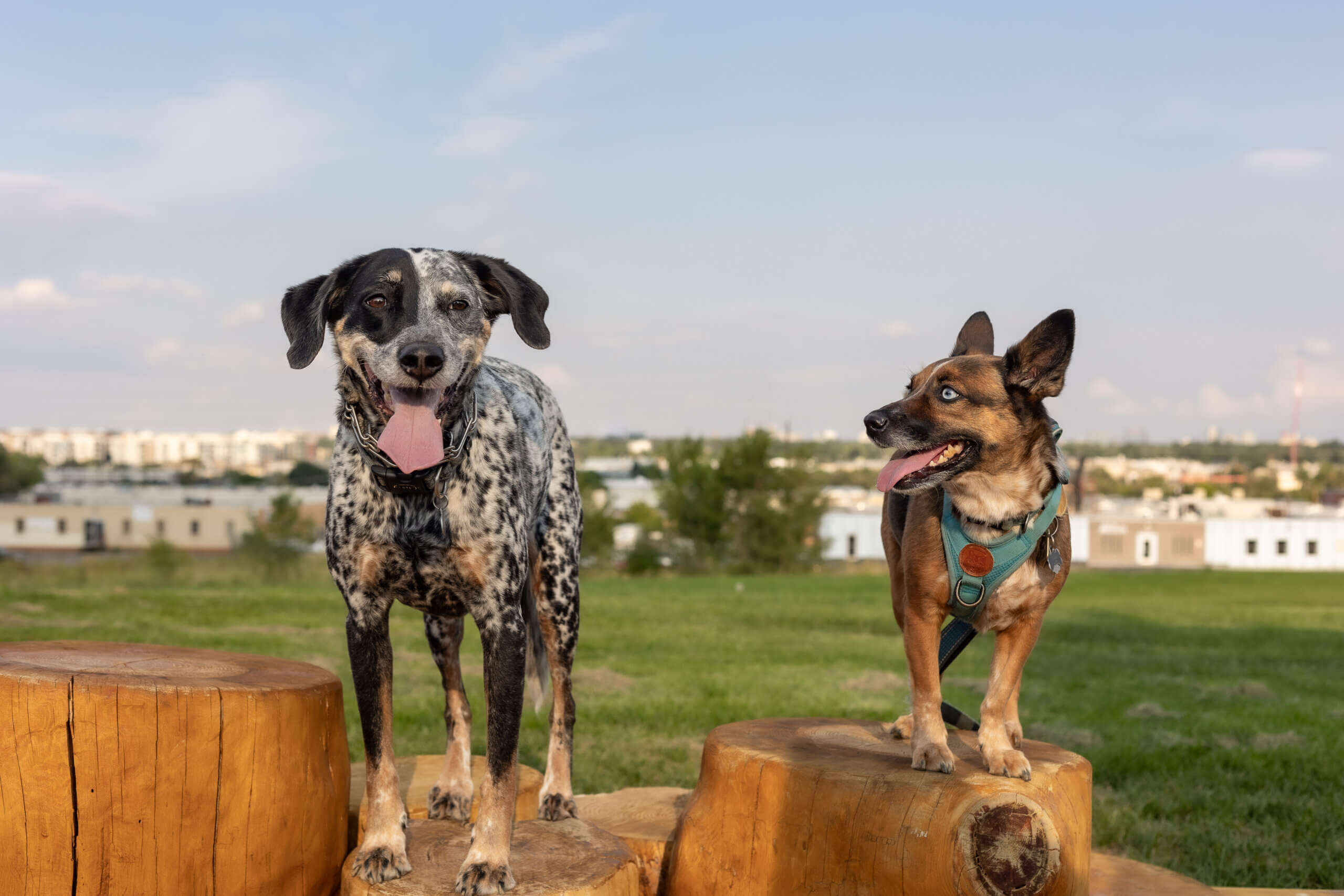 Ruby Hill Neighborhood Sanderson Gulch Dog Park - Denver, CO